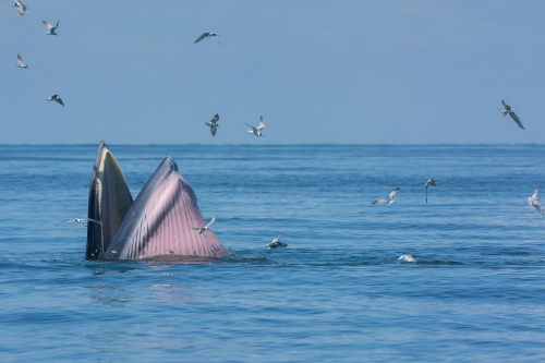 Whale Spotting Petchaburi Thailand